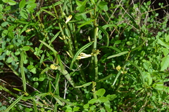 Ceropegia dichotoma image