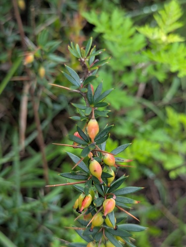 Berberis mucrifolia, photograph 1