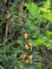 Berberis mucrifolia, photograph Sagnik Dutta Roy, CC BY, iNaturalist via GBIF