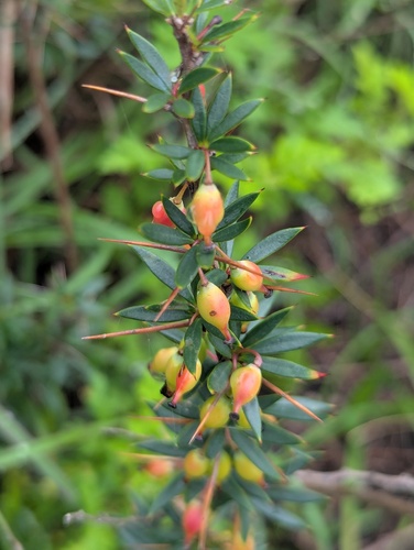 Berberis mucrifolia