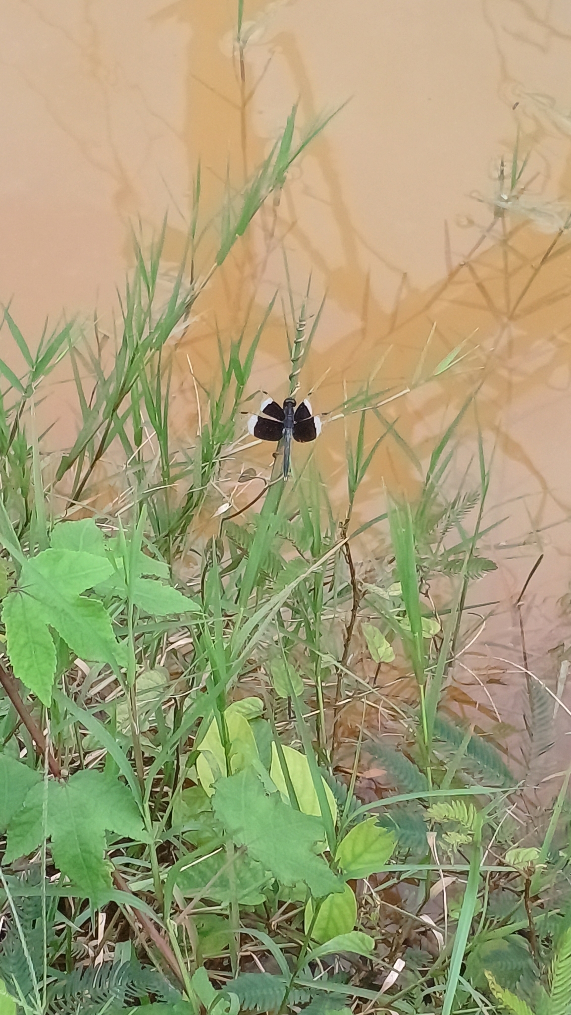 Pied Paddy Skimmer