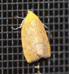 Earias luteolaria