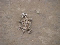 Phrynosoma cornutum