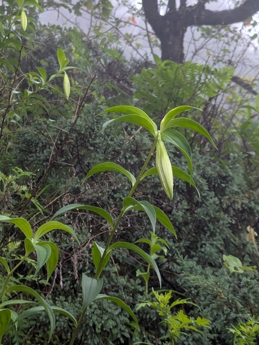 Nepal Lily (Lilium nepalense)
