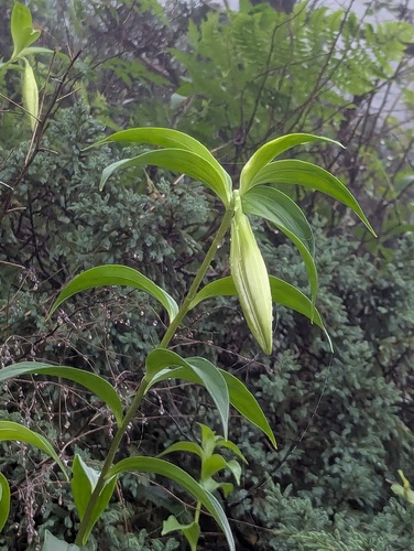Lilium nepalense