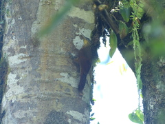 Xiphorhynchus guttatus