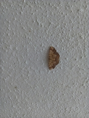 Nematocampa