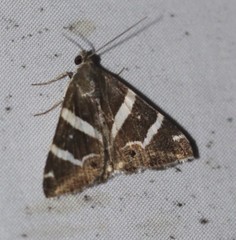 Grammodes pulcherrima