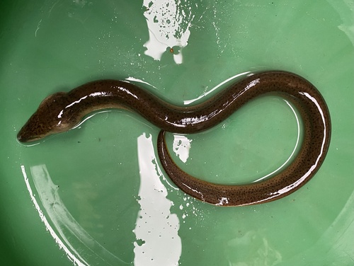 Cuchia (Monopterus cuchia) — Synbranchidae — 4
