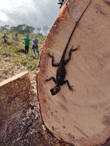 Mozambique Agama