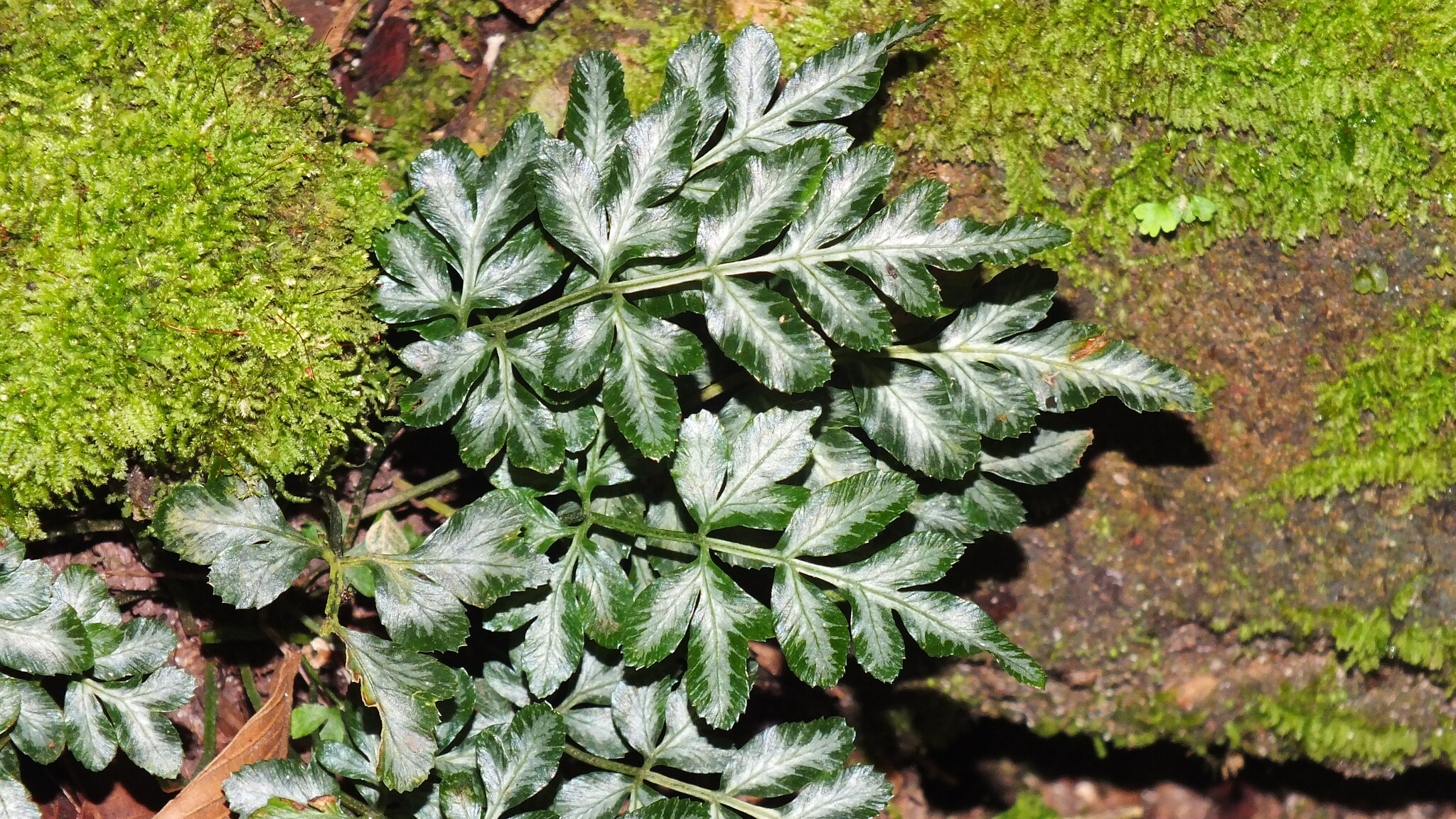 Pteris ensiformis