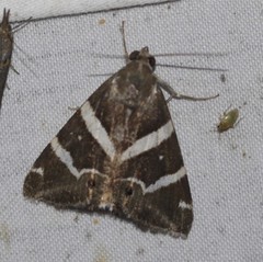 Grammodes pulcherrima