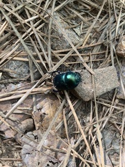 Geotrupes splendidus