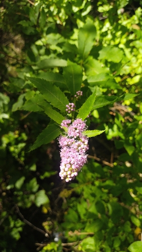 Spiraea salicifolia