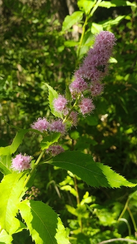 Spiraea salicifolia