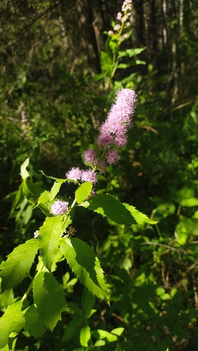 Spiraea salicifolia