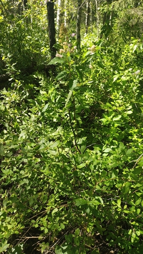 Spiraea salicifolia