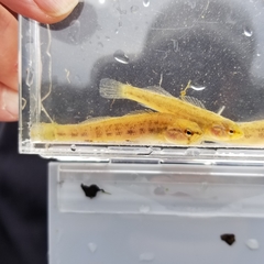 Etheostoma phytophilum