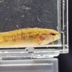 Etheostoma phytophilum