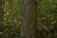 Tilia americana americana