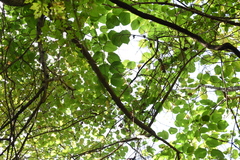 Tilia americana americana