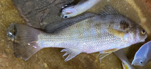 Pacific belted croaker (Paralonchurus rathbuni) — Sciaenidae — 3
