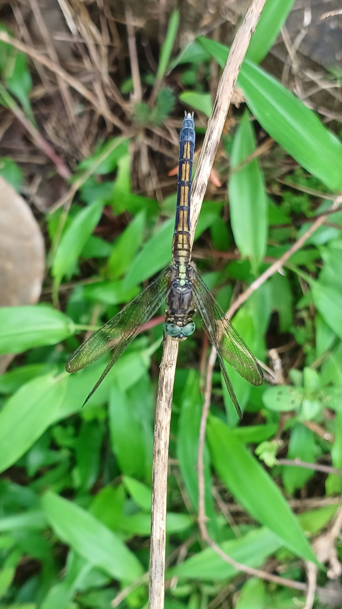 Marsh Skimmer