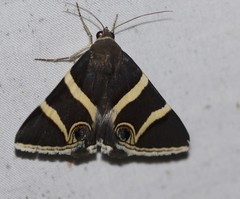 Grammodes ocellata