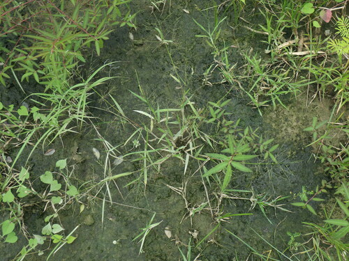 Panicum luzonense observed 2025-07-21