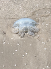 Dactyliophorae