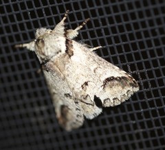 Antithemerastis acrobela