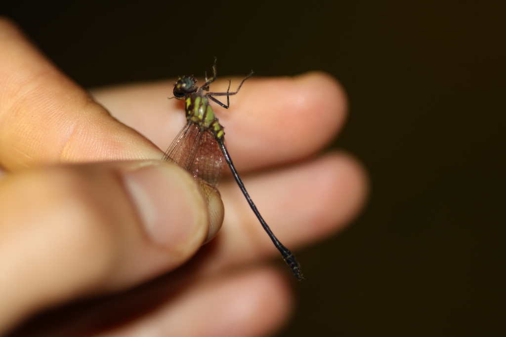Progomphus pijpersi