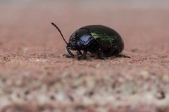 Chrysolina auripennis