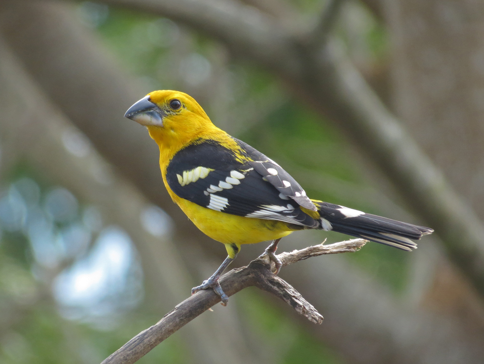 Pheucticus Grosbeaks