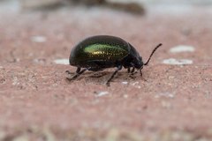 Chrysolina auripennis