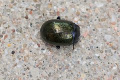 Chrysolina auripennis