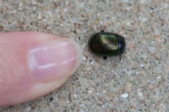 Chrysolina auripennis