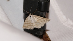 Perconia strigillaria