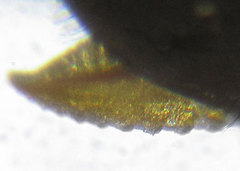 Monophadnus pallescens