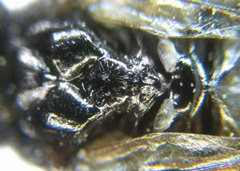 Monophadnus pallescens