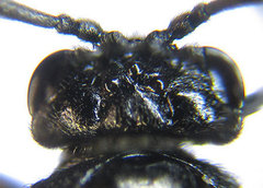 Monophadnus pallescens