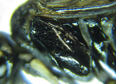 Monophadnus pallescens