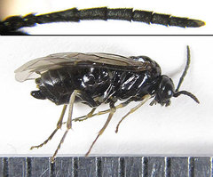 Monophadnus pallescens