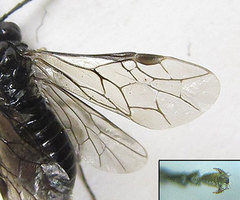 Monophadnus pallescens