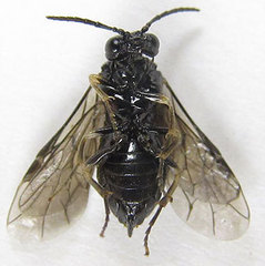 Monophadnus pallescens