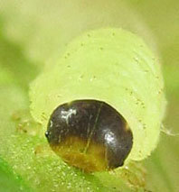 Monophadnus pallescens