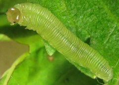 Monophadnus pallescens