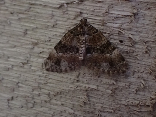 Square-patched Carpet Moth photo 4