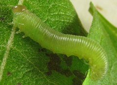 Monophadnus pallescens