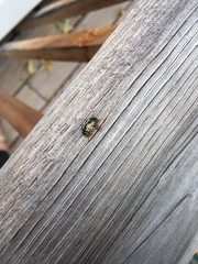 Calligrapha confluens